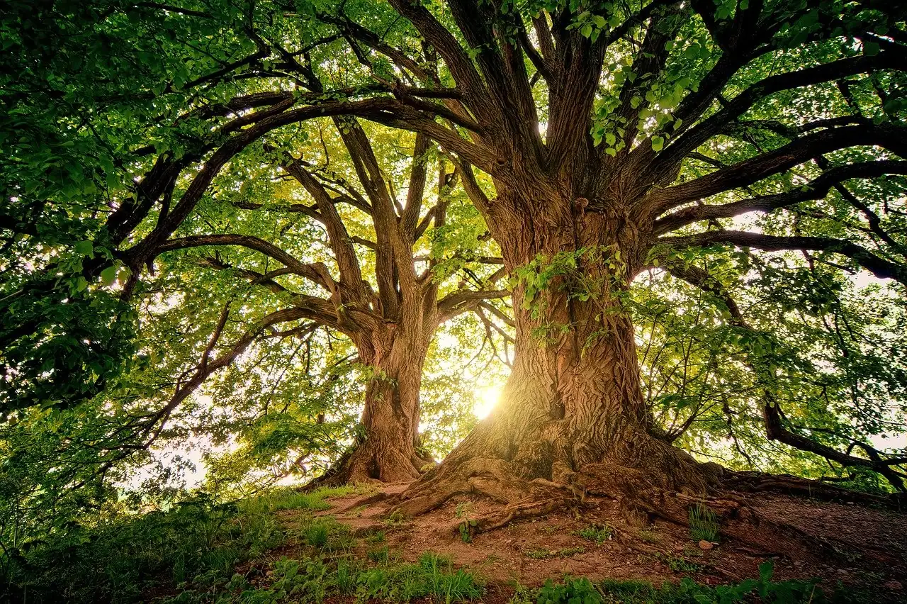 Deux grands arbres dans la lumière du soir