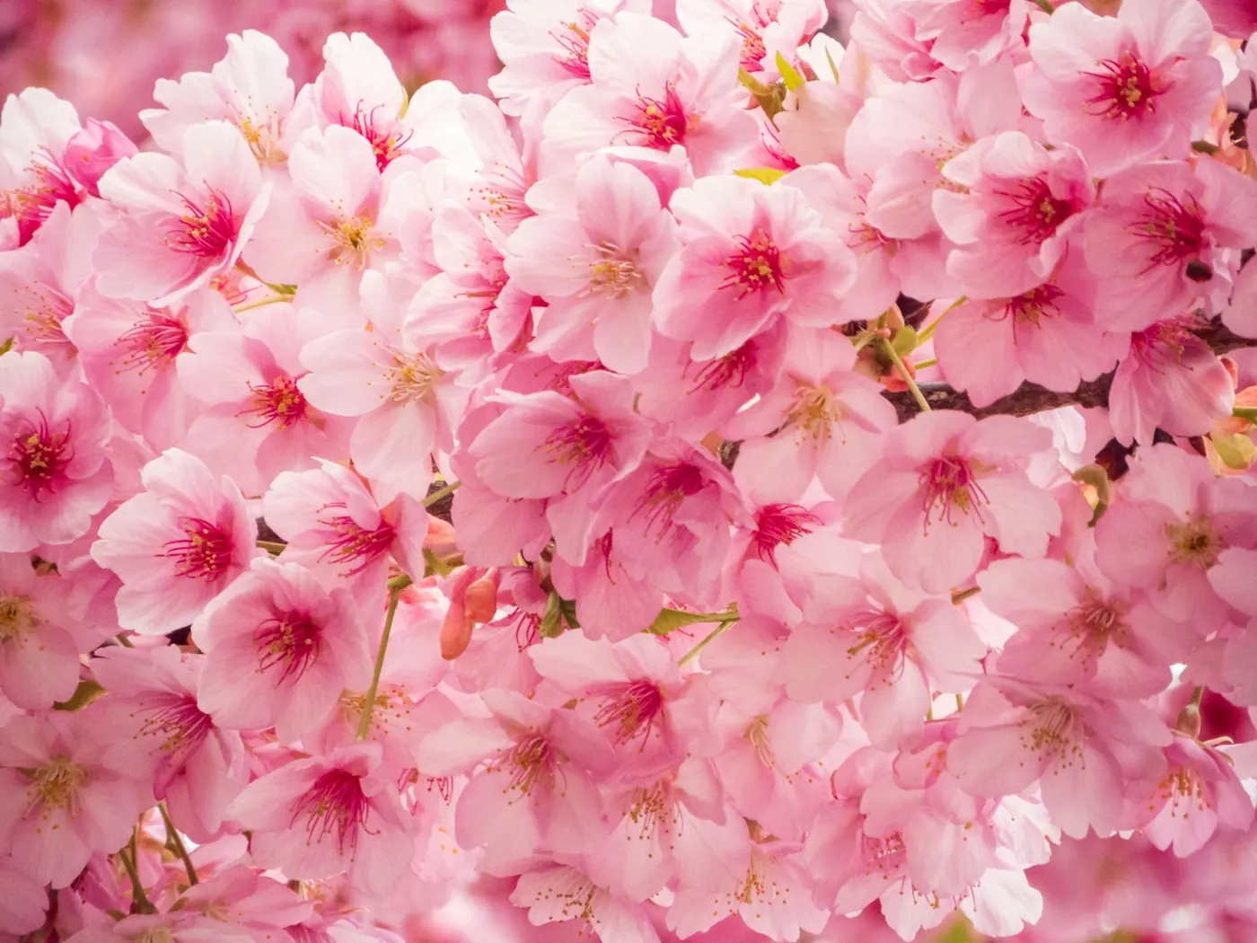 Des fleurs roses épanouies en pleine lumière