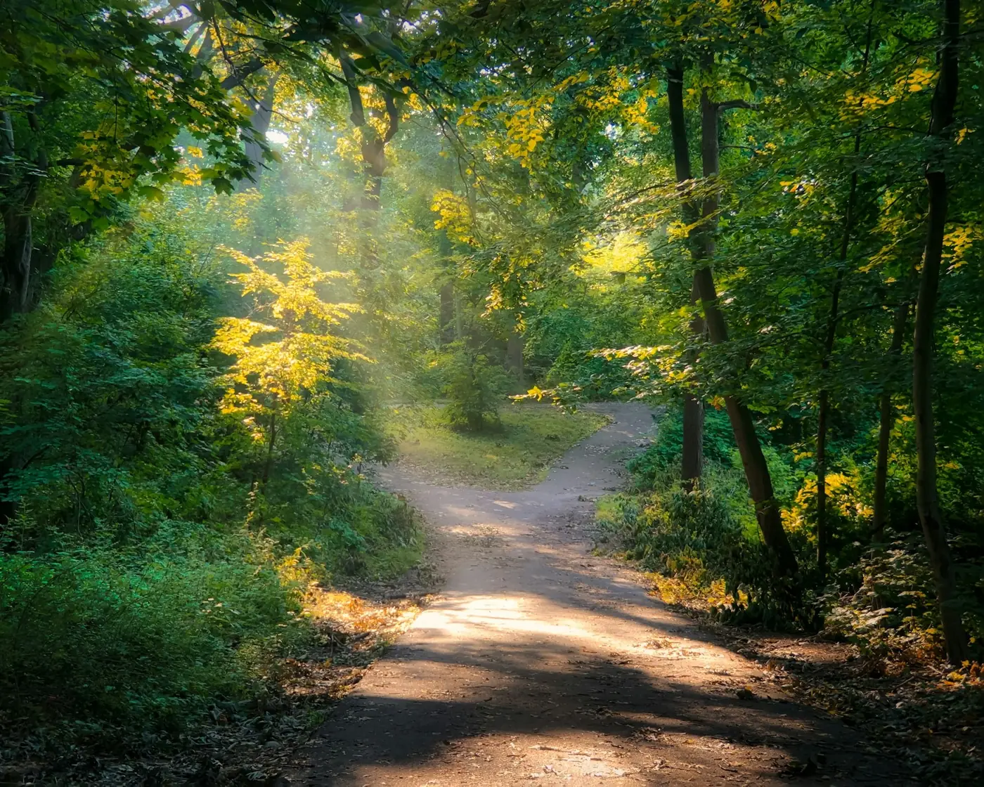 Un sentier en sous-bois dans la lumière du matin
